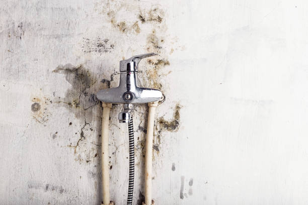 Best Emergency Mold Remediation in Eveleth, MN