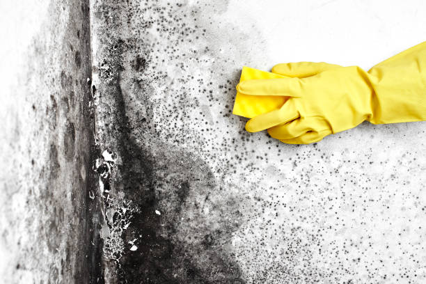 Best Attic Mold Remediation in Eveleth, MN