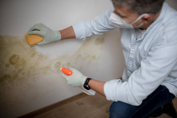 Best Residential Mold Remediation in Eveleth, MN