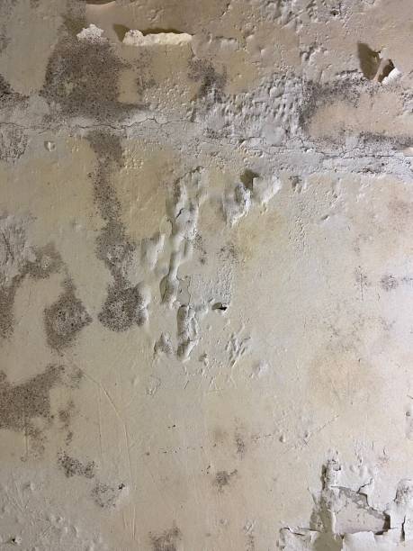 Best Crawl Space Mold Remediation in Eveleth, MN