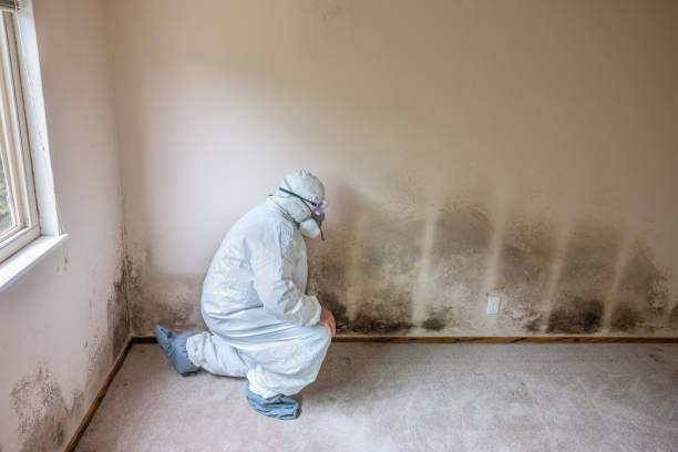 Best White Mold Remediation in Eveleth, MN